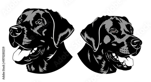 Two detailed black and white illustrations of Labrador Retriever dog heads, showcasing their friendly expressions and distinct features.