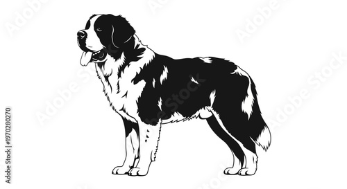 Majestic Saint Bernard dog standing proudly in black and white.