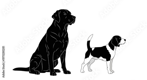 Two dogs, a black Labrador and a black and white Beagle, sitting and standing on a white background.