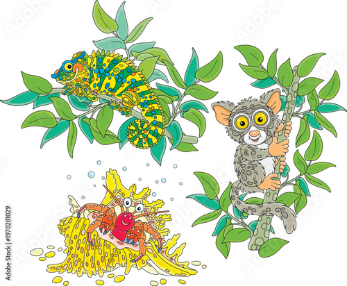 Hermit crab in a fancy shell, a funny Philippine tarsier and a multi colored chameleon on a tropical tree, a set of vector cartoon illustrations on a white background