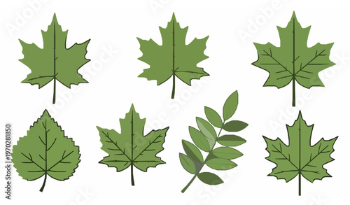 Flat vector maple ash leaves isolated botanical illustration set