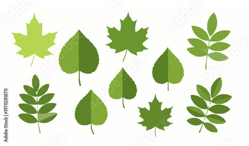 Maple and ash leaves vector set flat illustration isolated on white