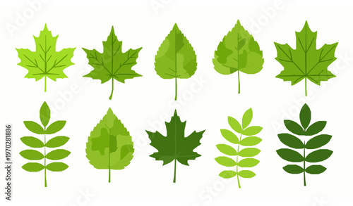 Maple and ash leaves flat vector illustration set isolated on white
