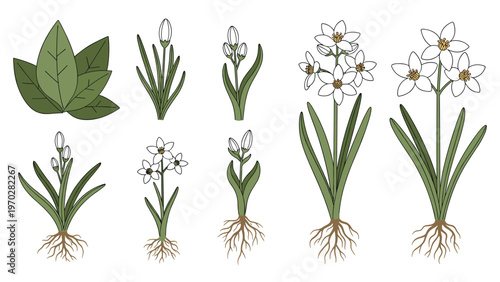 Botanical illustration showing different growth stages of spring flowers from green leaves and buds to full white blossoms with roots.