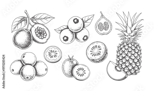 Black and white of various tropical fruits and cross sections passionfruit pineapple