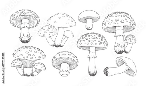 Collection of hand drawn mushrooms with spotted caps and gills fungi nature forest