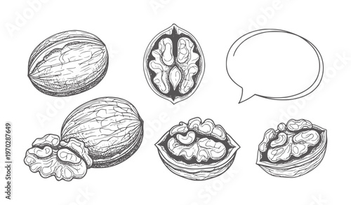 Hand drawn walnut halves and whole nuts with speech bubble food healthy vintage