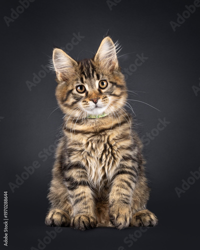 Handsome black tabby Maine Coon cat kitten, sitting up facing front. Looking curiously towards camera. Isolated on a black background.