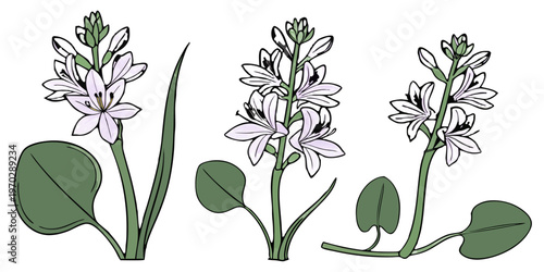 Hand drawn botanical illustration lily flowers 