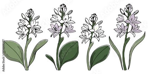 Hand drawn botanical illustration set of Hosta plantain lily flowers with green leaves and light purple blooms