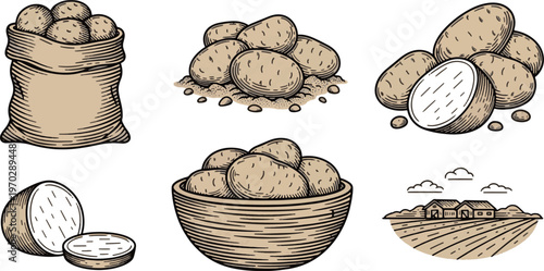 Set of potato harvest illustrations including potatoes in a sack, bowl, raw slices and organic farm landscape