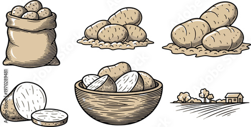 Set of potato illustrations including fresh harvest in sack, bowl, sliced potatoes and farm landscape