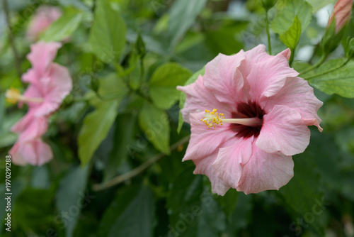 pink hibiscus with defocused leaves