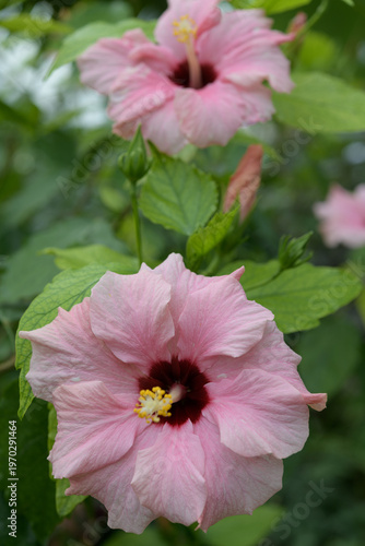 pink hibiscus with defocused leaves