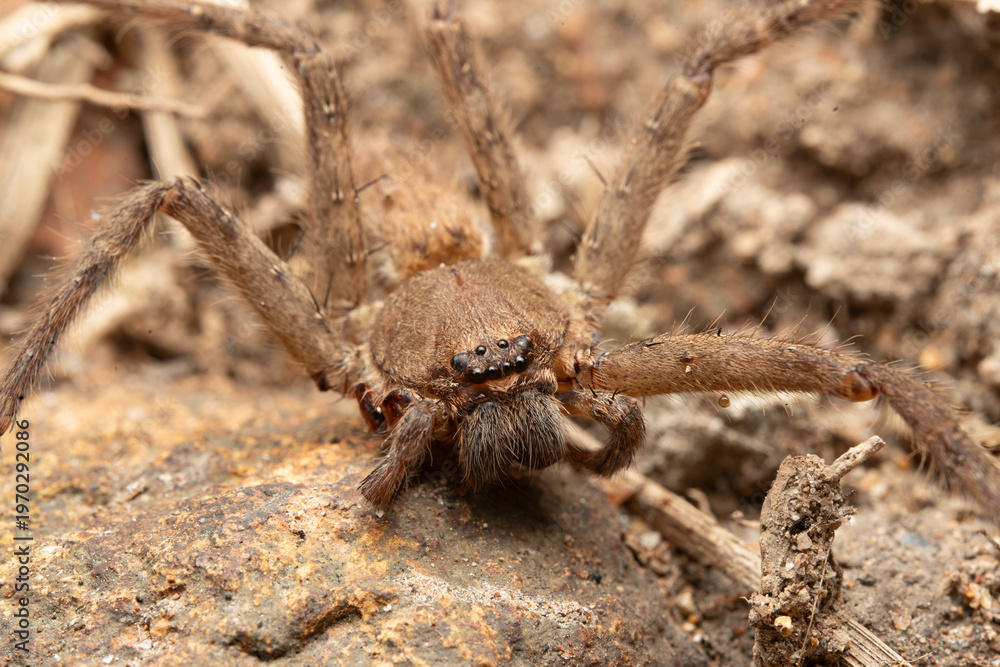Naklejka premium Hairy brown spider macro spider face close up ground dwelling spider eight eye spider hairy leg arachnid natural habitat detail woodland floor macro camouflaged spider predator