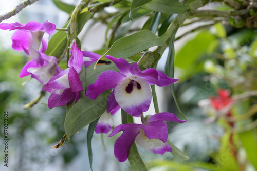 purple and white orchid plant in bloom