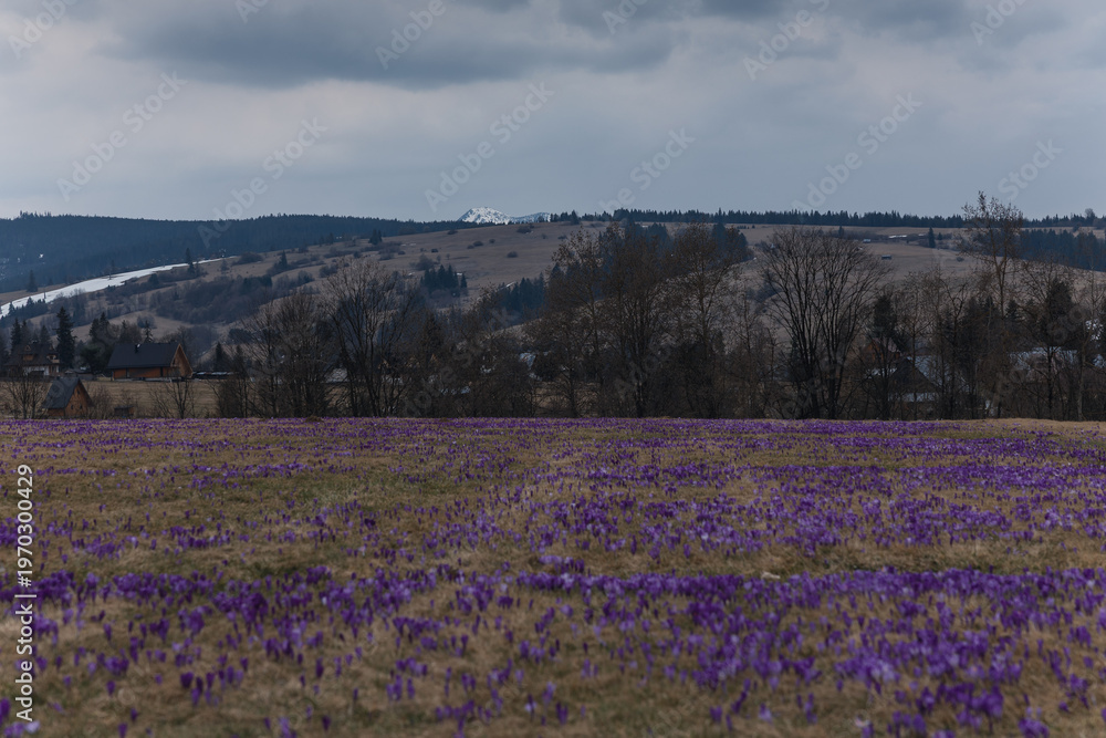 Fototapeta premium Beautiful blooming purple crocuses in a mountain meadow in the Tatra Mountains, Poland. Spring landscape with majestic peaks in the background.