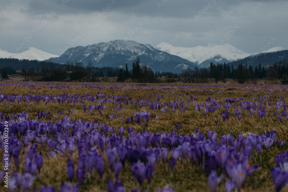Fototapeta premium Beautiful blooming purple crocuses in a mountain meadow in the Tatra Mountains, Poland. Spring landscape with majestic peaks in the background.