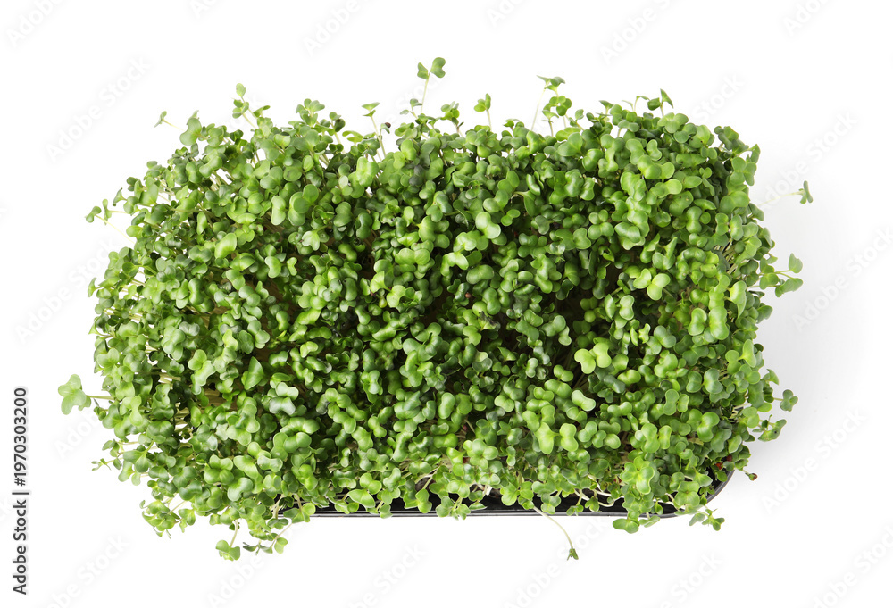 Obraz premium Fresh microgreens in container isolated on white, top view