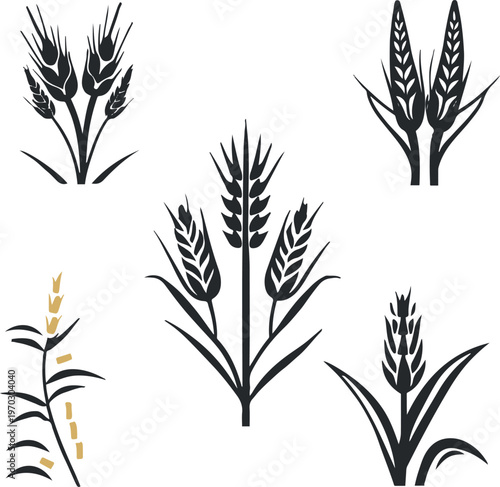 Editable agriculture vector icons, black outline with separate layers, color-ready design, rice, wheat, corn, white background 3