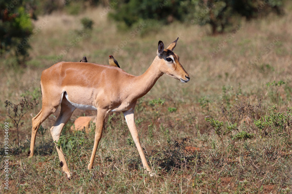 Fototapeta premium Schwarzfersenantilope / Impala / Aepyceros melampus