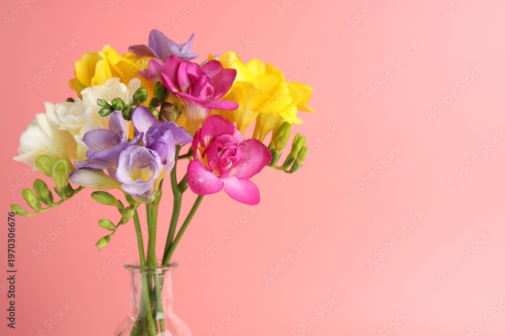 Obraz premium Beautiful freesia flowers in vase on pink background, closeup. Space for text