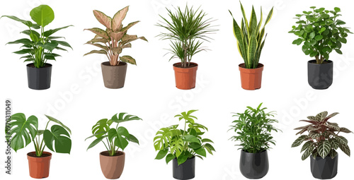 Diverse collection of vibrant potted houseplants on a clean white background studio shot