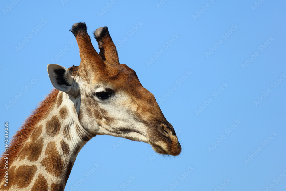 Obraz premium Giraffe / Giraffe / Giraffa camelopardalis