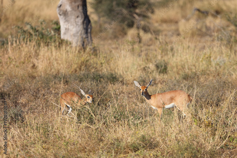 Fototapeta premium Afrikanischer Steinbock / Steenbok / Raphicerus campestris