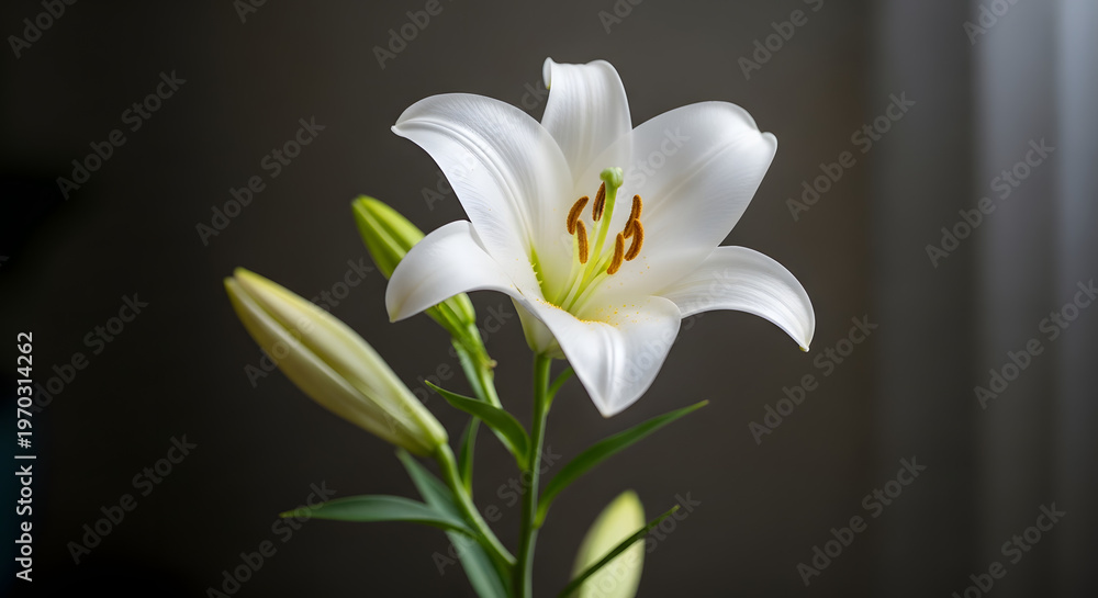 Obraz premium A beautiful white lily flower in full bloom with green leaves
