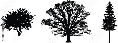 Set of three different tree silhouettes isolated on transparent background