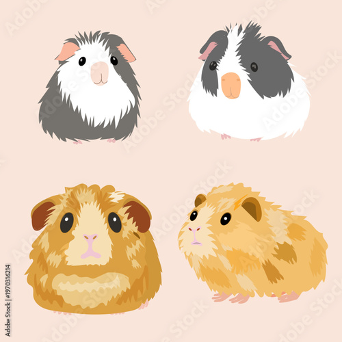 Guinea pig isolated set  flat vector pet rodent cartoon style