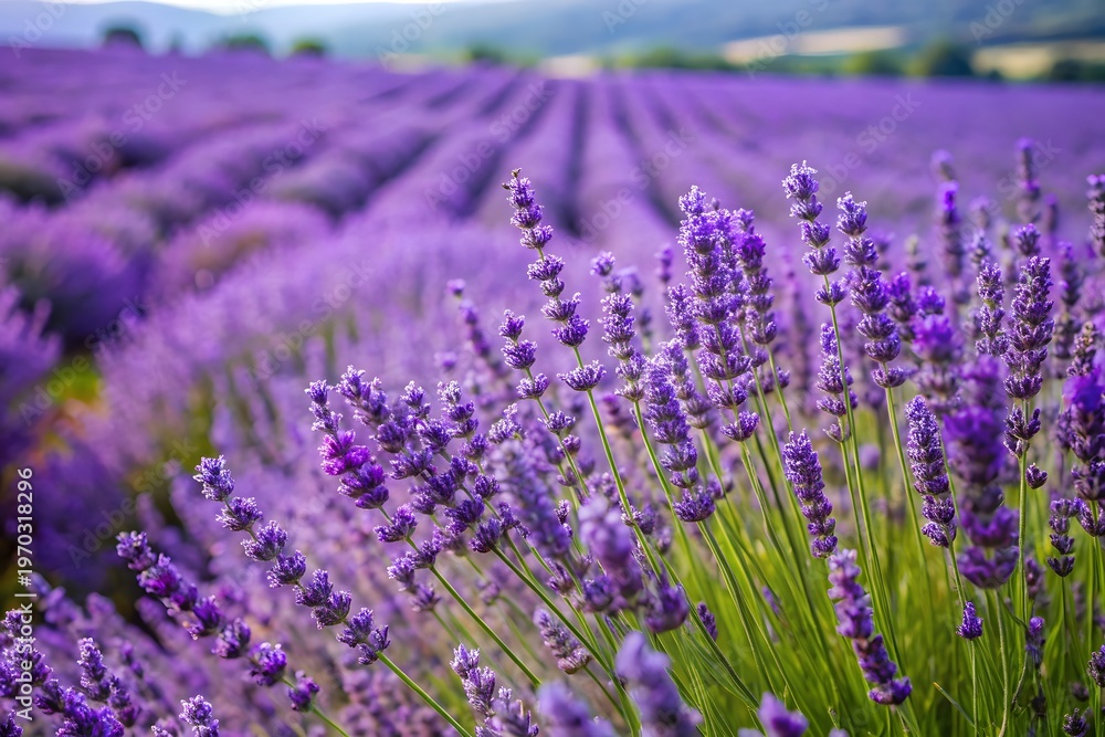 Obraz premium Purple lavender flowers on green stems in a field