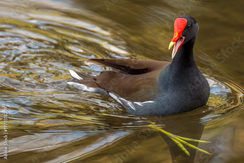 Gallinule swimming with open mouth