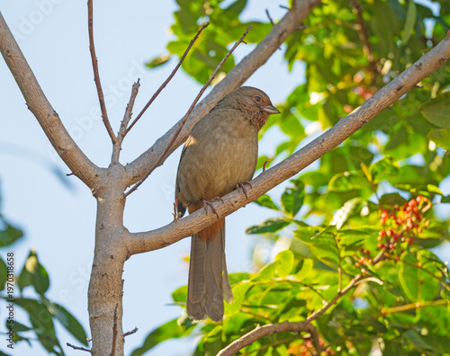 California Towhee in a Backyard Tree