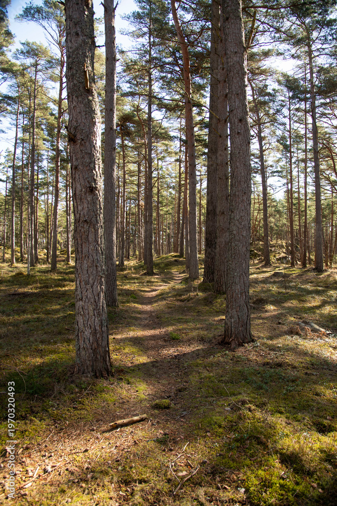 Obraz premium path in the forest