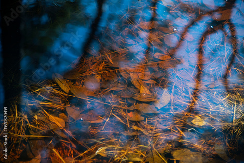 autumn in the forest