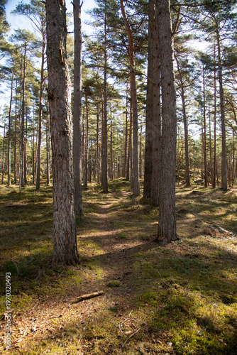 path in the forest