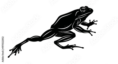 Silhouette of a Frog in Motion.