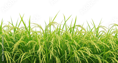 PNG Lush rice plants in field