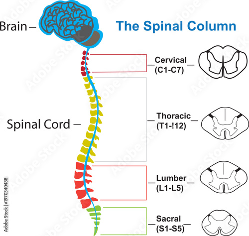 A modern and professional vector illustration of a human spinal column and vertebrae. This minimalist design features a stylized spine, symbolizing back health, alignment, and neurological care.