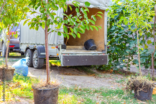 Several young trees in pots waiting to be loaded into a car trailer. Gardening logistics, tree planting, nursery transport, landscape work.