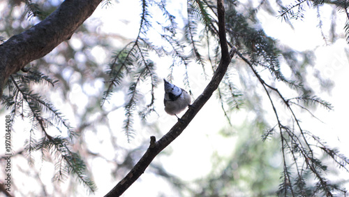 Cincia dal ciuffo Lophophanes cristatus	