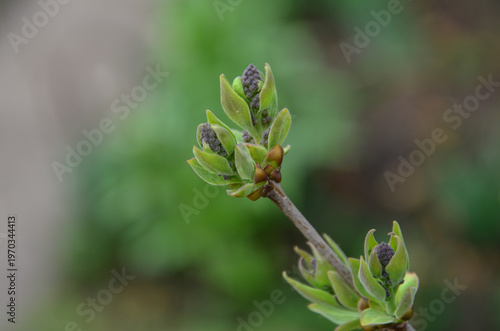Spring awakening: macro shot of a lilac bud opening with young green leaves and a tiny flower cluster.
