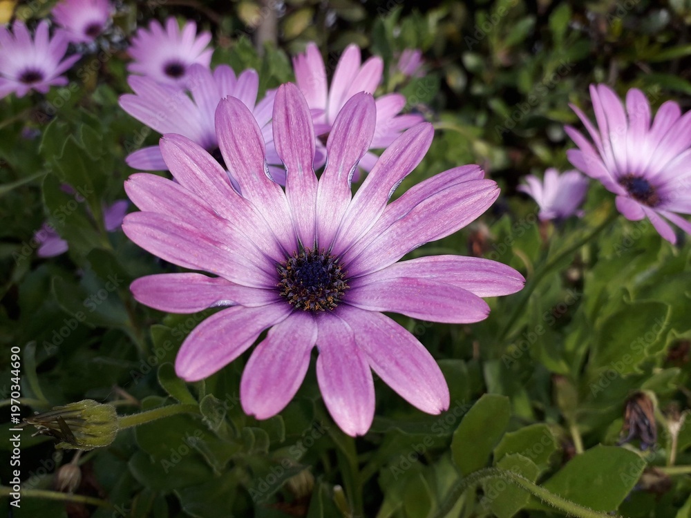 Fototapeta premium pink and purple flower