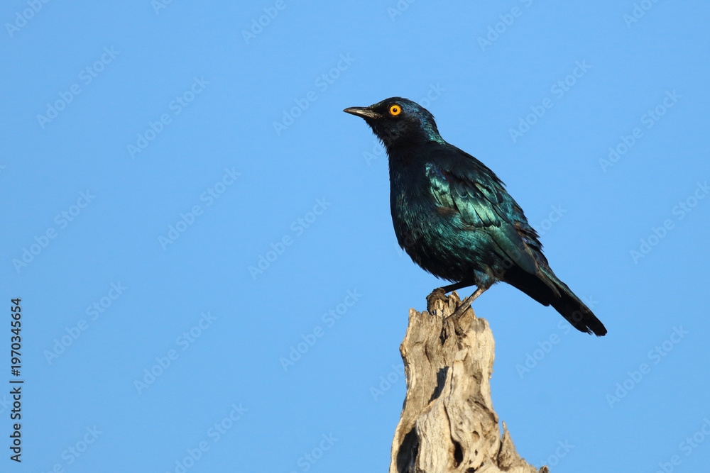 Fototapeta premium Rotschulter-Glanzstar/ Cape glossy starling or Red-shouldered glossy starling / Lamprotornis nitens