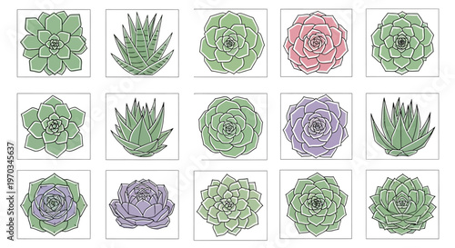 Variety of colorful succulent plants.