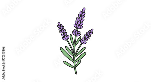 Lavender Flower Purple Plant Blossom.