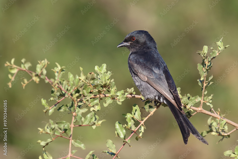 Obraz premium Gabelschwanzdrongo / Fork-tailed drongo / Dicrurus adsimilis