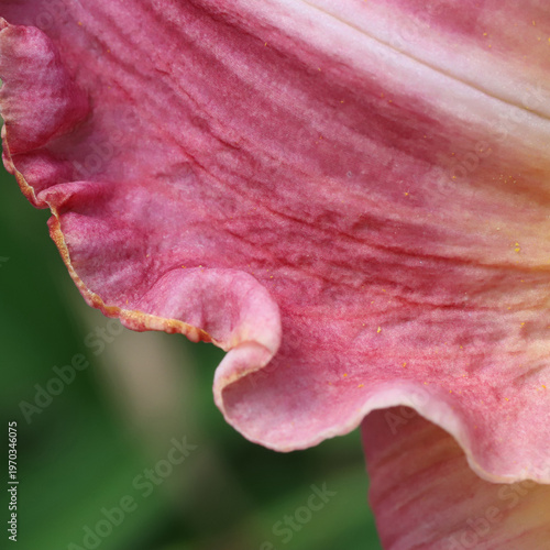 Close Up Of Pink And Yellow Flower Petal With Stamen And Soft Background
